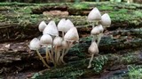 Mycena inclinata image