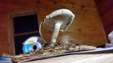 Clitocybe odora image