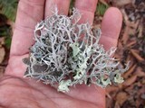 Pseudevernia consocians image