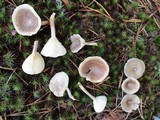 Cantharellula umbonata image