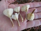 Cantharellula umbonata image