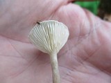 Cantharellula umbonata image