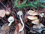 Rhodocollybia butyracea image