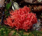 Ramaria araiospora image