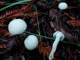Cuphophyllus virgineus image
