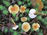 Cystoderma amianthinum image