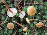 Cystoderma amianthinum image