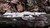 Bjerkandera adusta image