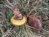 Suillus luteus image