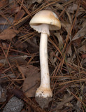 Amanita roseitincta image