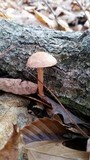 Gymnopus spongiosus image