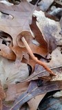 Gymnopus spongiosus image
