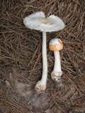 Amanita roseitincta image
