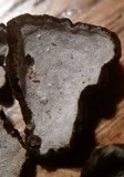 Datronia stereoides image