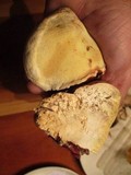 Fomitopsis ochracea image