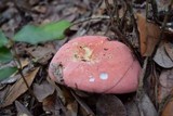 Russula flavisiccans image