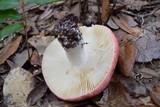 Russula flavisiccans image