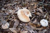 Russula compacta image