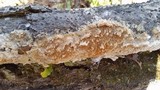 Trametopsis cervina image