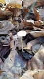 Mycena leptocephala image