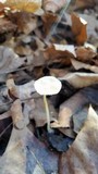 Mycena leptocephala image