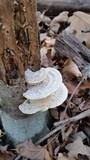 Trametes gibbosa image