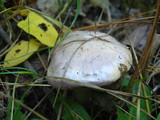 Cortinarius alboviolaceus image