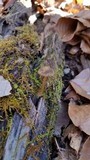 Callistosporium luteo-olivaceum image