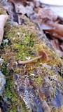 Callistosporium luteo-olivaceum image