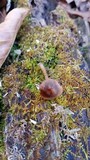 Callistosporium luteo-olivaceum image