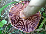 Cortinarius alboviolaceus image