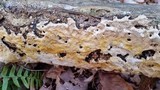 Perenniporia subacida image