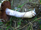 Cortinarius alboviolaceus image