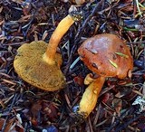 Chalciporus piperatoides image