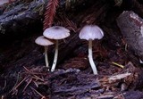 Bolbitius reticulatus image