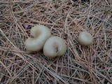 Clitocybe subditopoda image