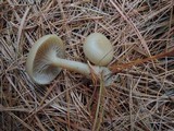 Clitocybe subditopoda image
