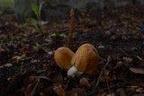 Agaricus nanaugustus image