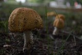 Agaricus nanaugustus image