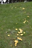 Suillus americanus image