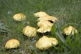 Suillus americanus image