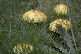 Suillus americanus image