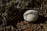 Lycoperdon curtisii image