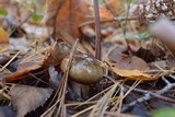 Hygrophorus fuligineus image