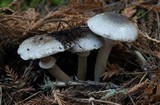 Agaricus moelleri image