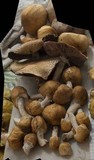 Agaricus nanaugustus image