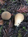 Lycoperdon molle image