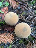 Lycoperdon molle image