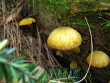 Tricholomopsis decora image