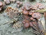 Gymnopus villosipes image